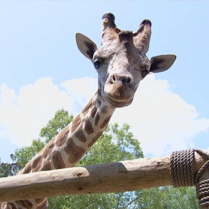 How the Chattanooga Zoo keeps animals cool during the summer heat